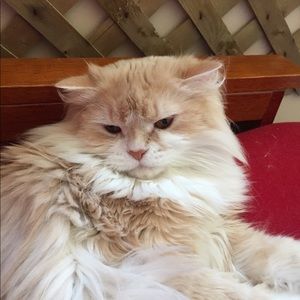 Meet your Posher, Florence